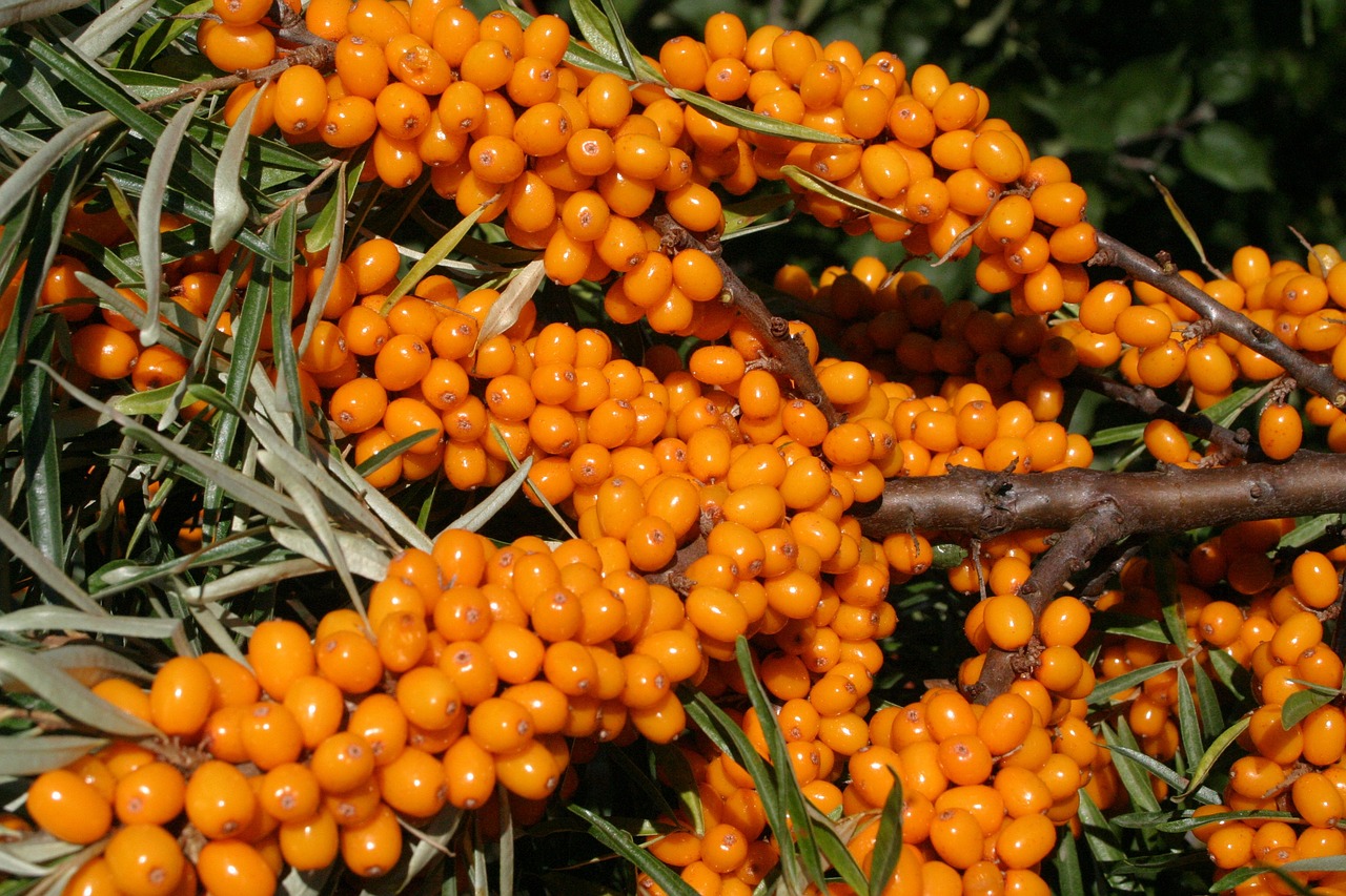 tyrnimarja resepti
